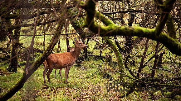 Killarney National Park 1