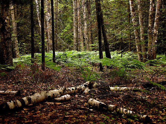Birch Woods